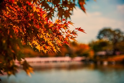 浅焦点摄影的橙色白天有叶子的树
